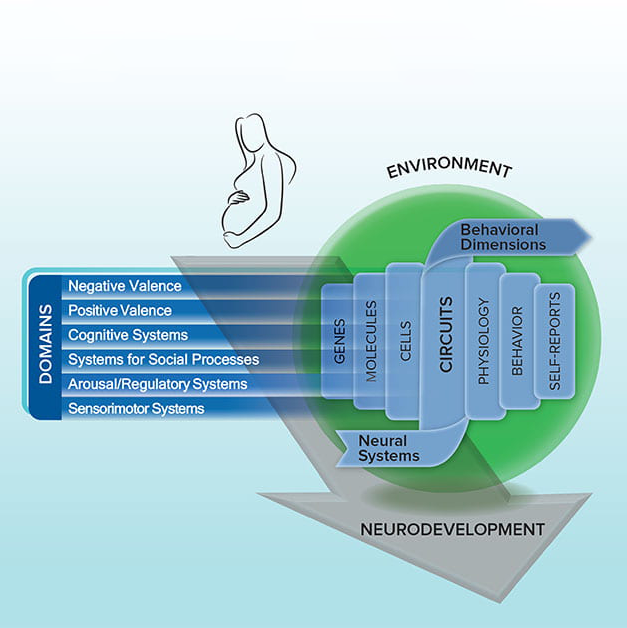 The graphic shows the stages of brain development, from early gestation to late adolescence.